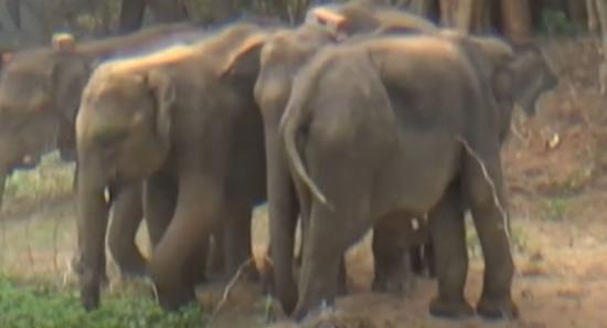 Six Rescued Baby Elephants Return to the Wild